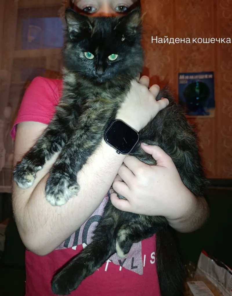 Кошечка — кошка, фото