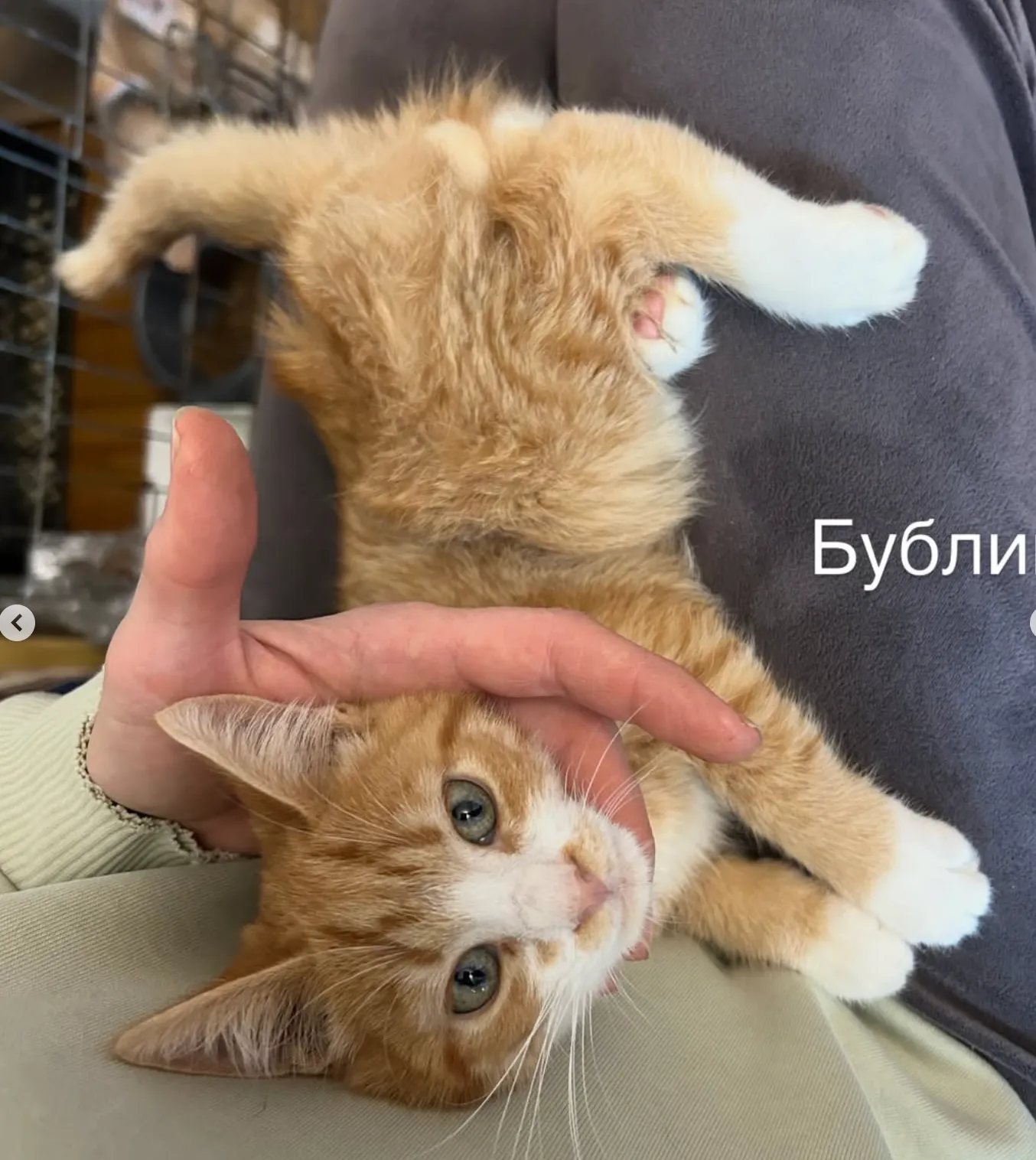 Бублик — кошка, фото 2