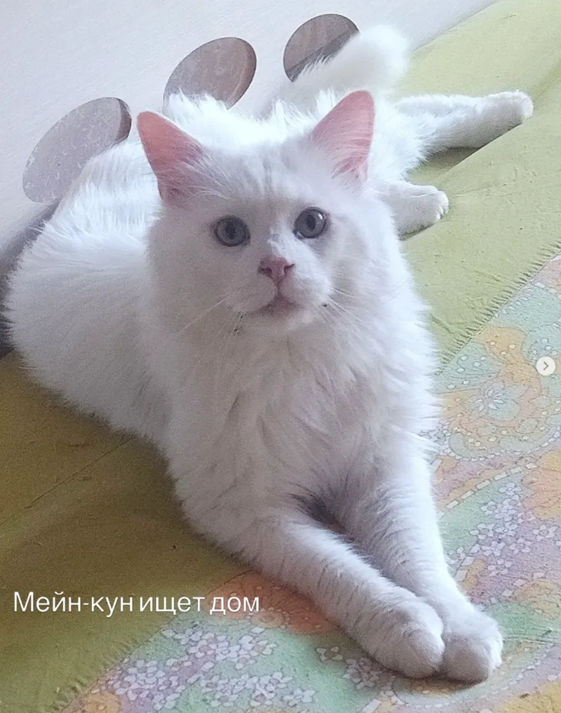 Метис Мейнкуна — кошка, фото