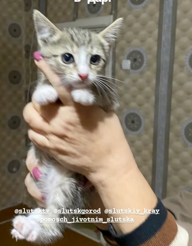 Кошечка — кошка, фото