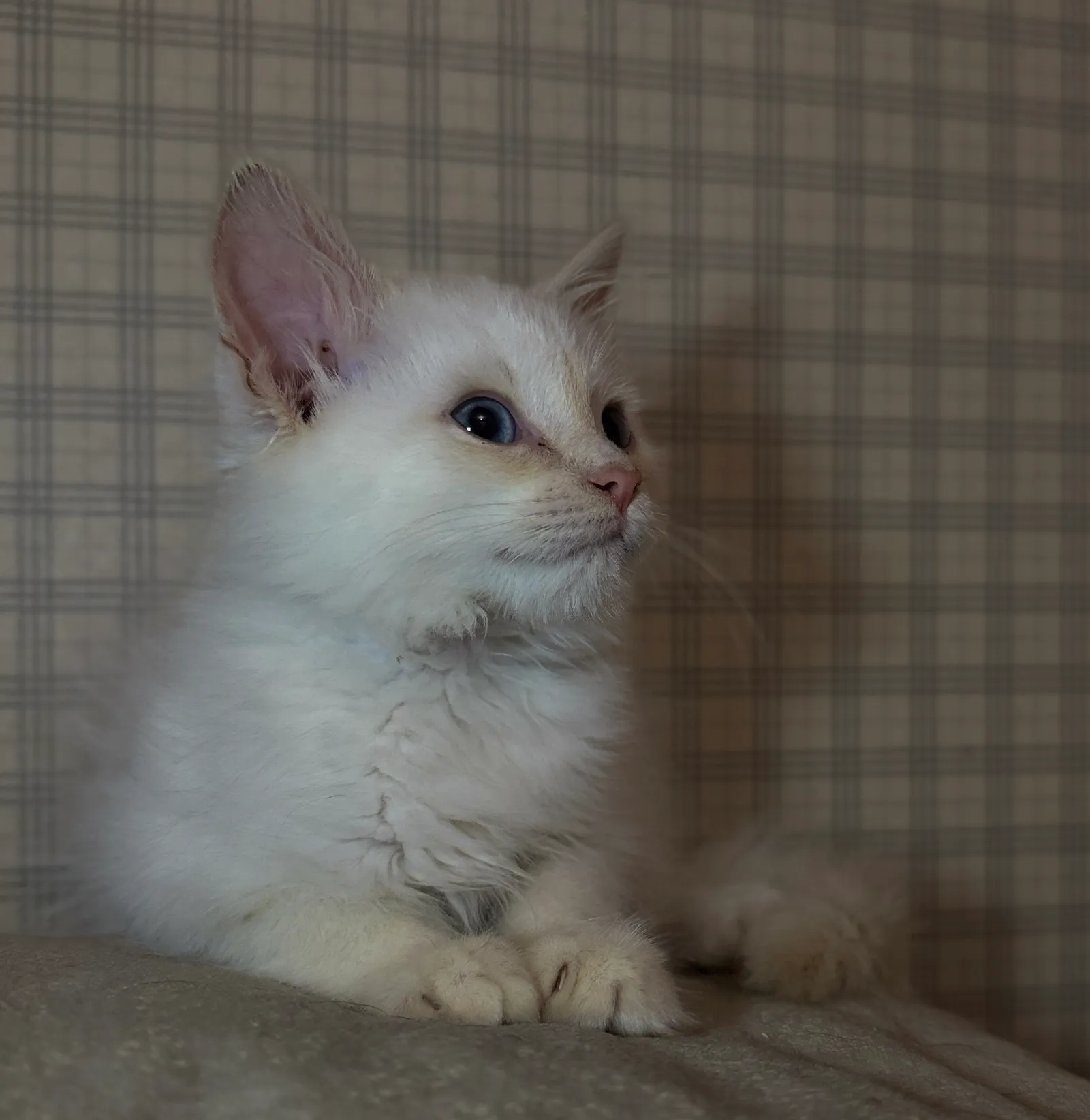 Беляш — кошка, фото