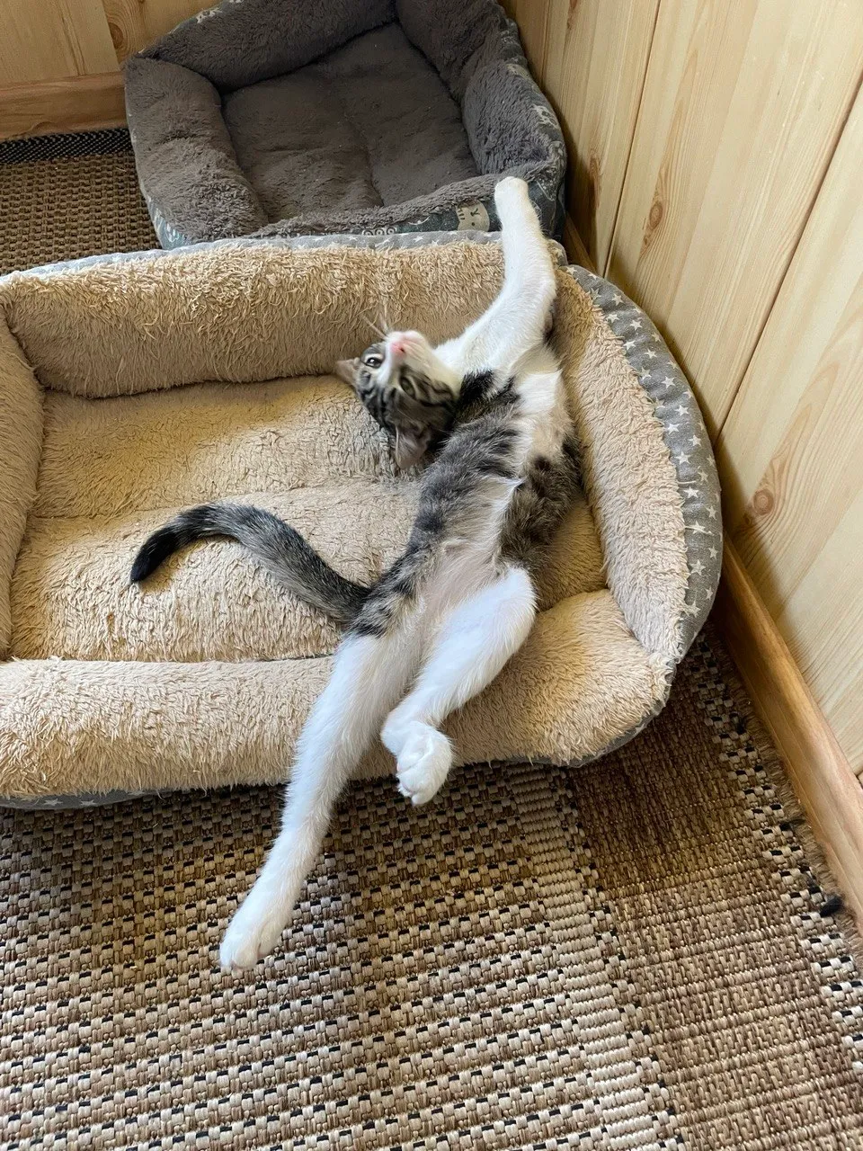 Бонник — кошка, фото 2