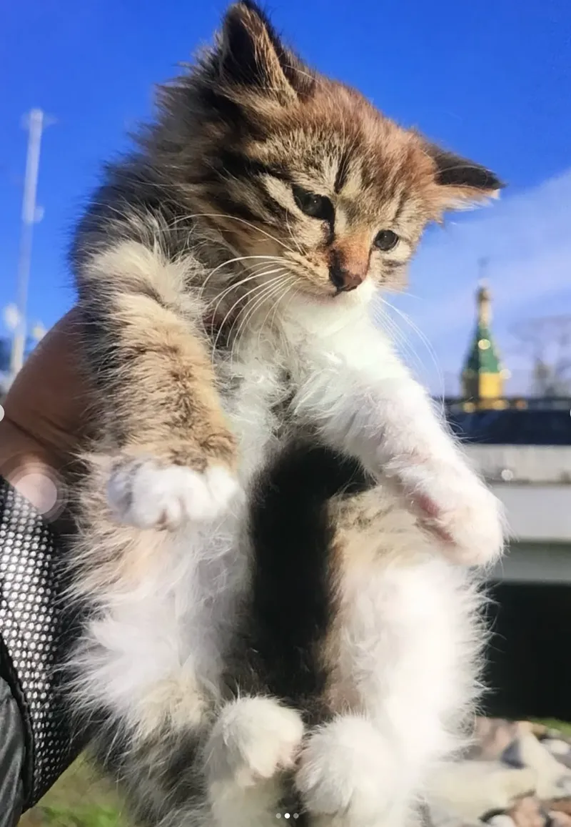 Котенок — кошка, фото