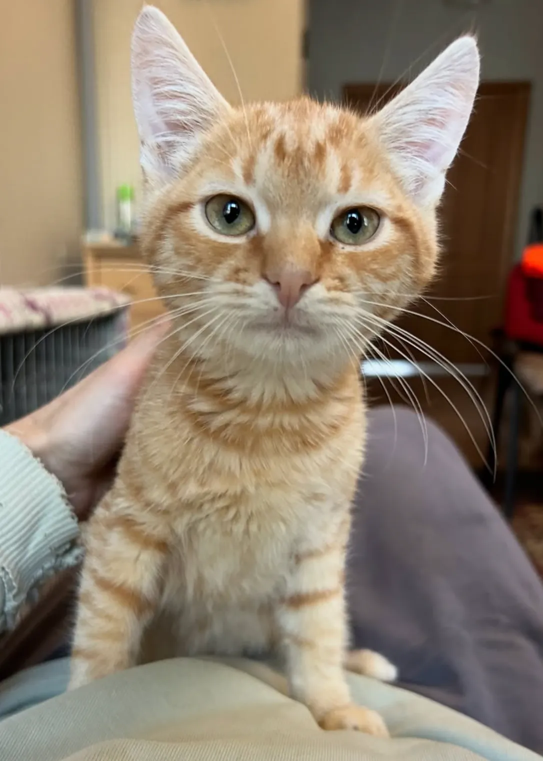 Коржик — кошка, фото 2