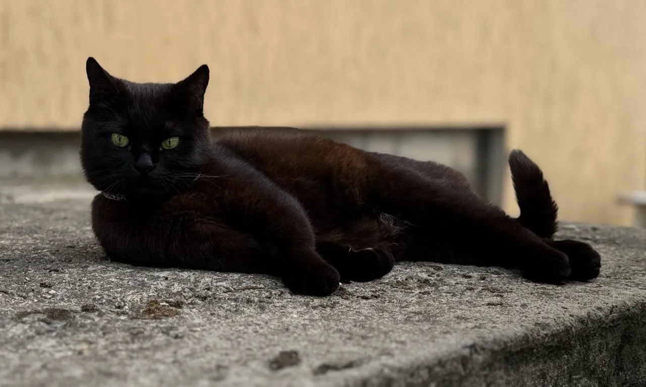 Черника — кошка, фото