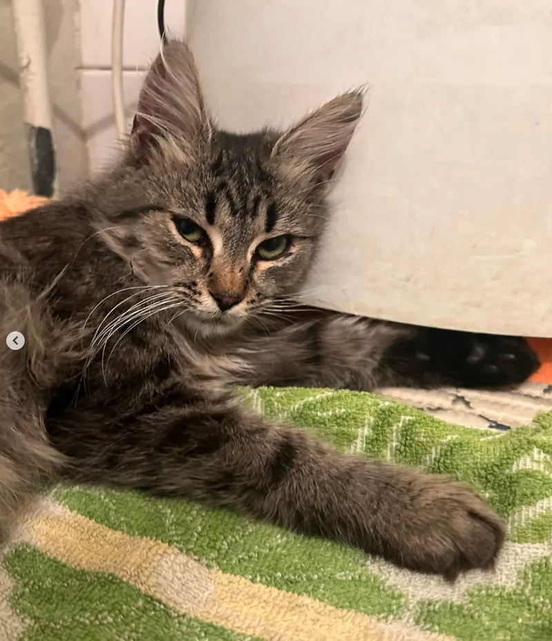 Кошка — кошка, фото