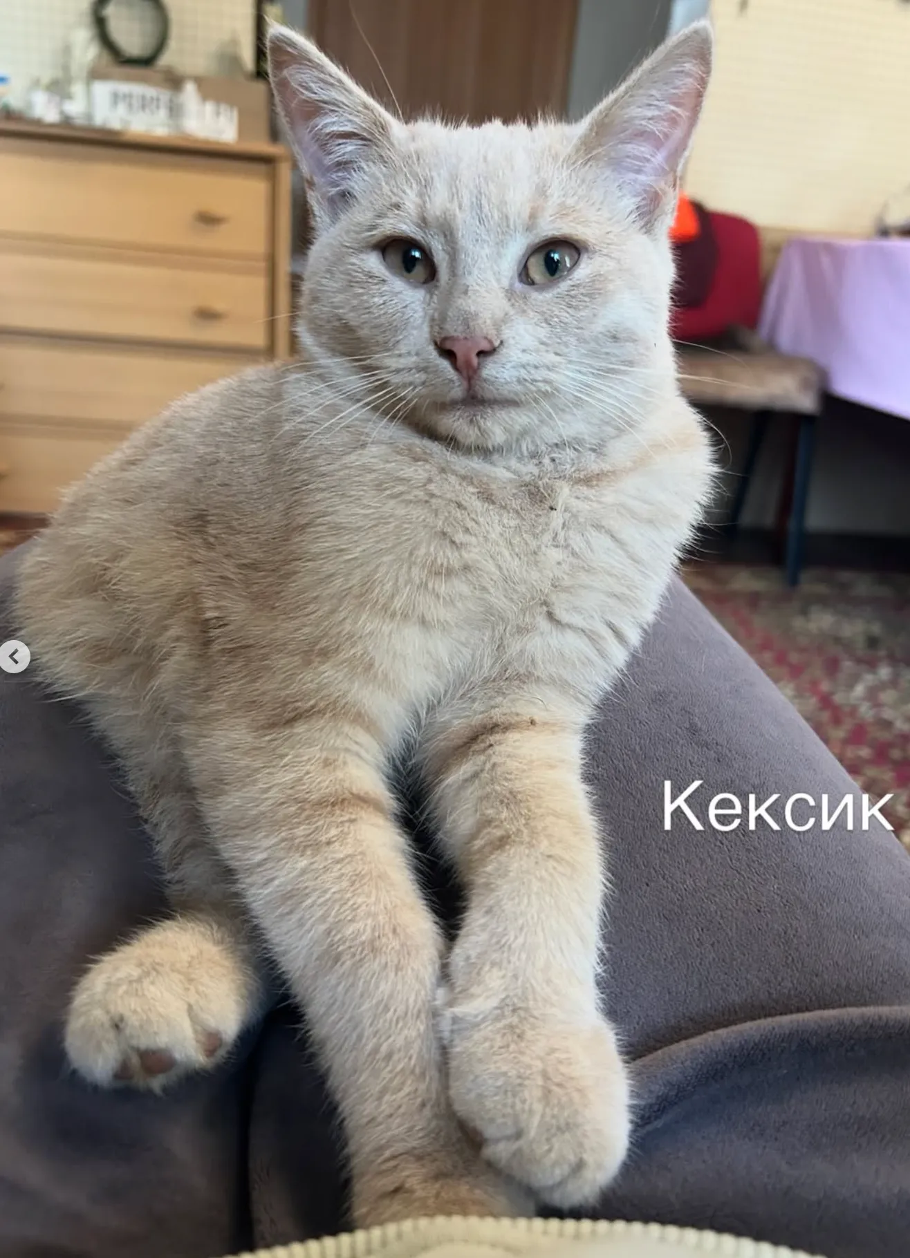 Кексик — кошка, фото 2