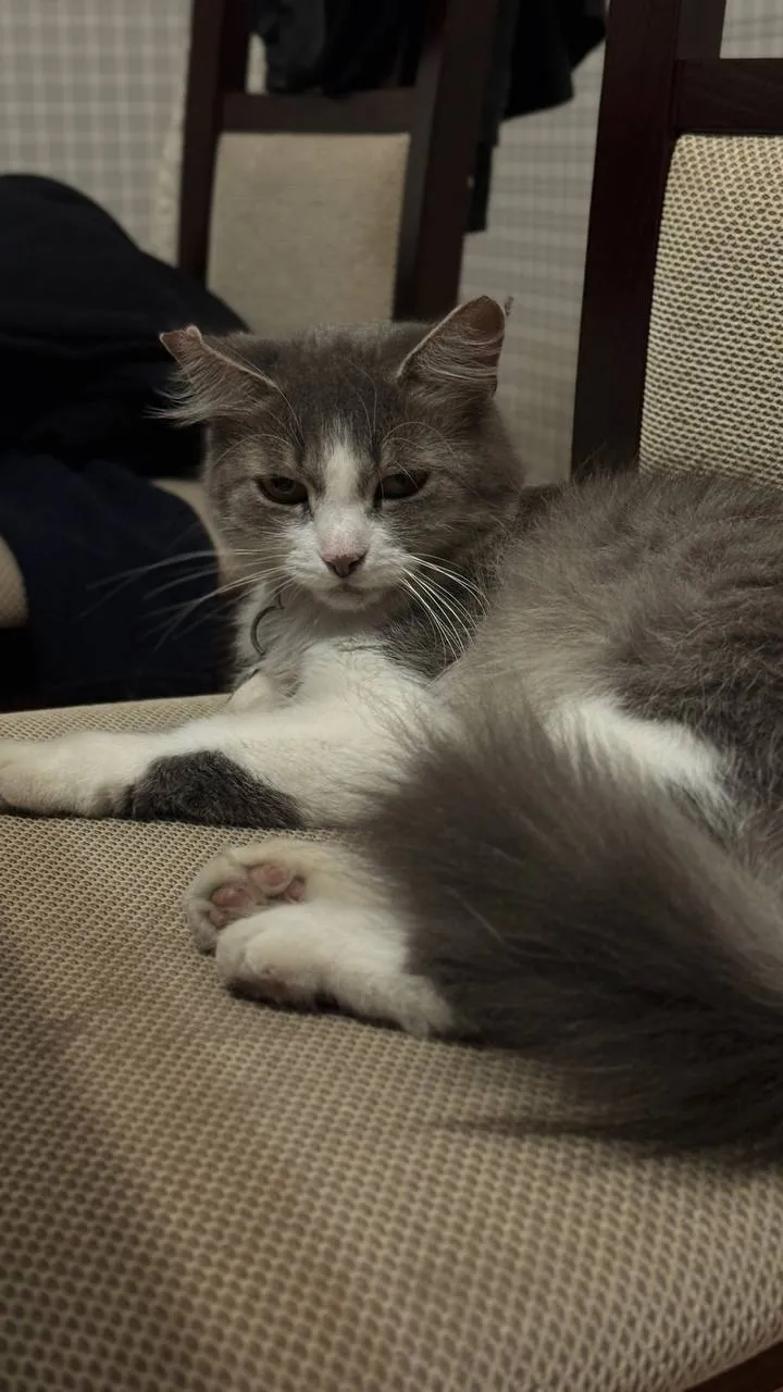 Ежевика — кошка, фото