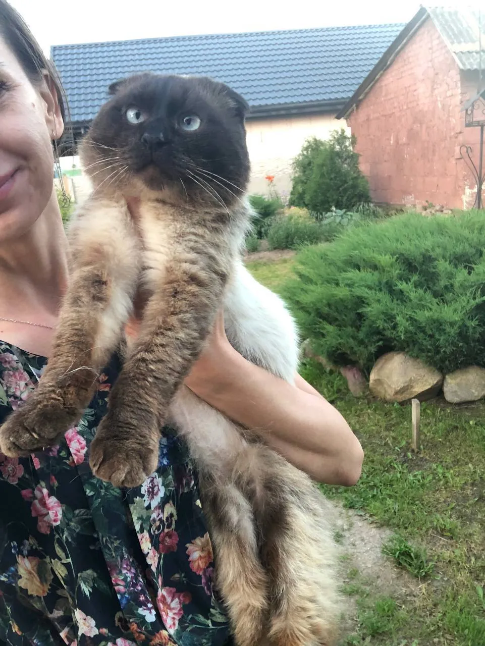 Сникерс — кошка, фото 4