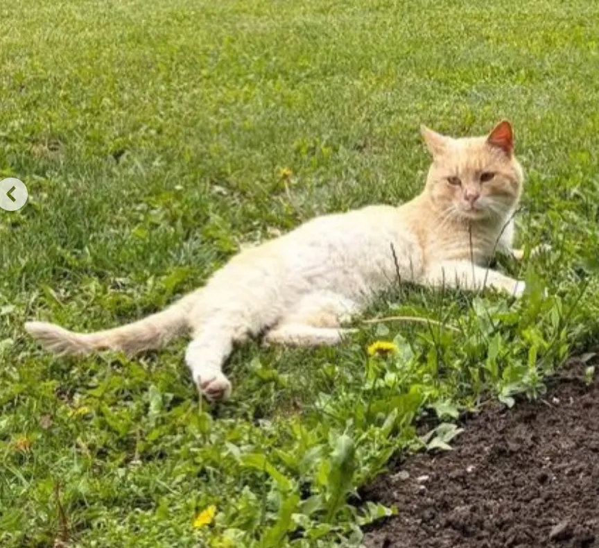 Котик — кошка, фото