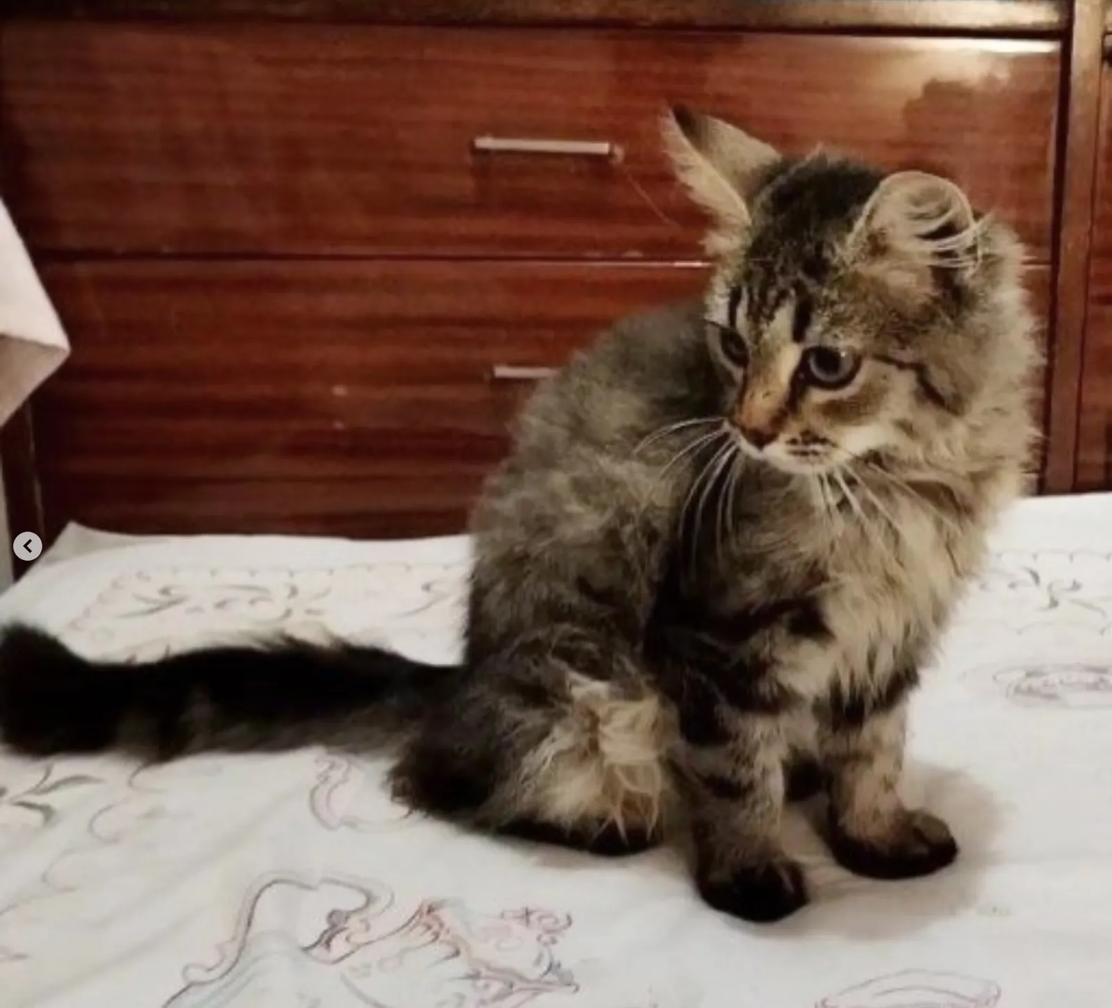 Кошечка — кошка, фото