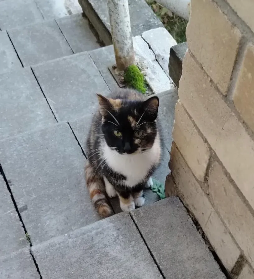 Котенок — кошка, фото