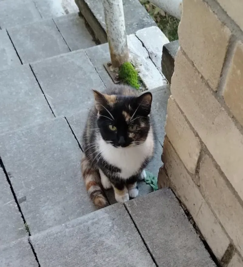 Котенок — кошка, фото
