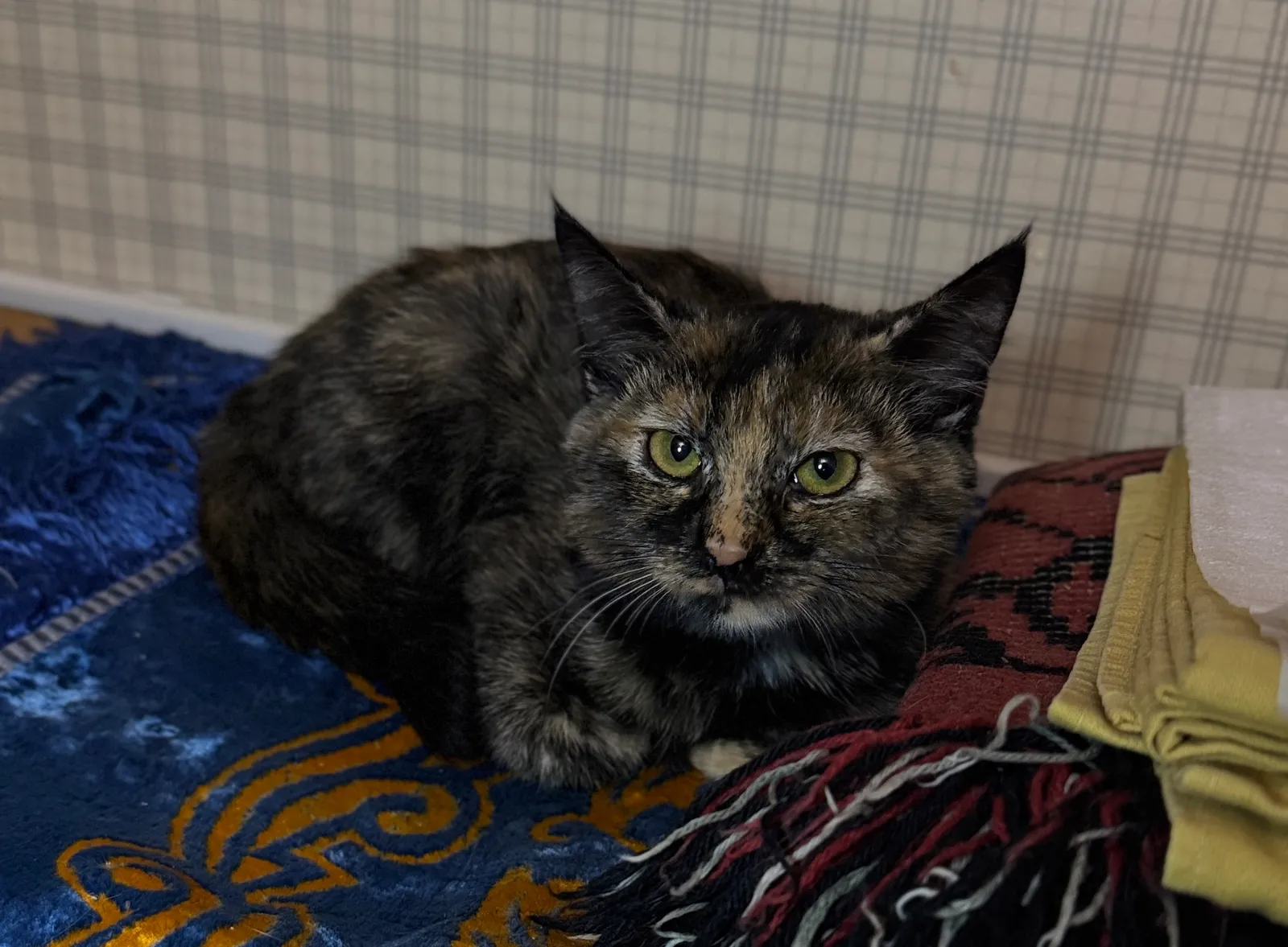 Лиза — кошка, фото 3