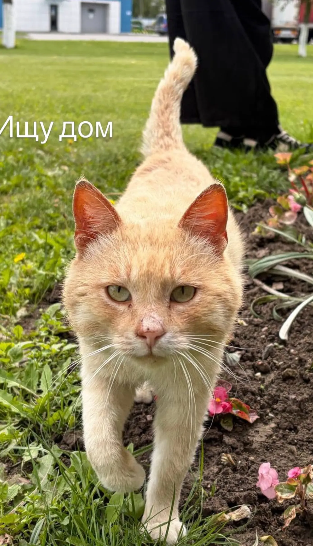 Котик — кошка, фото 2