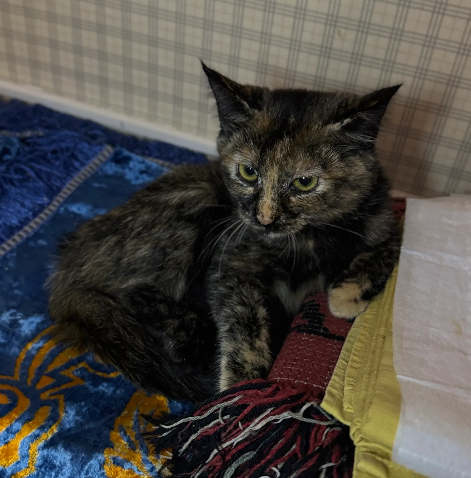 Лиза — кошка, фото