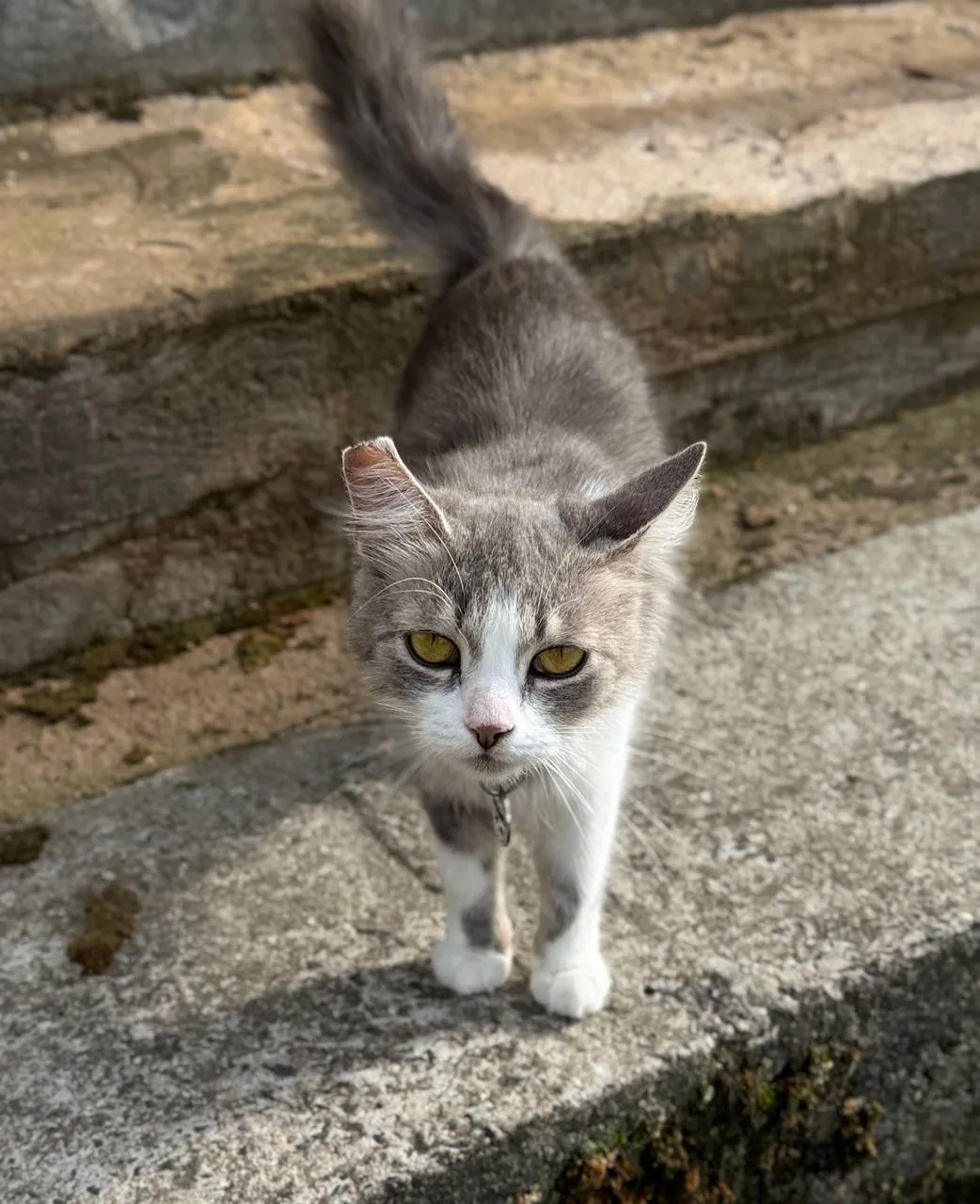 Ежевика — кошка, фото 2