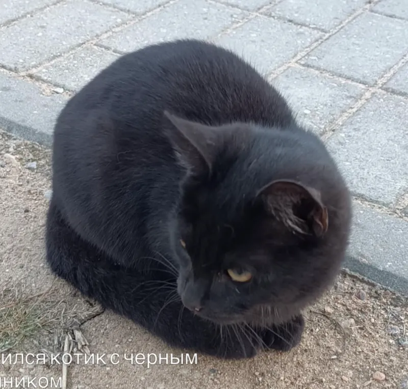 Котик — кошка, фото