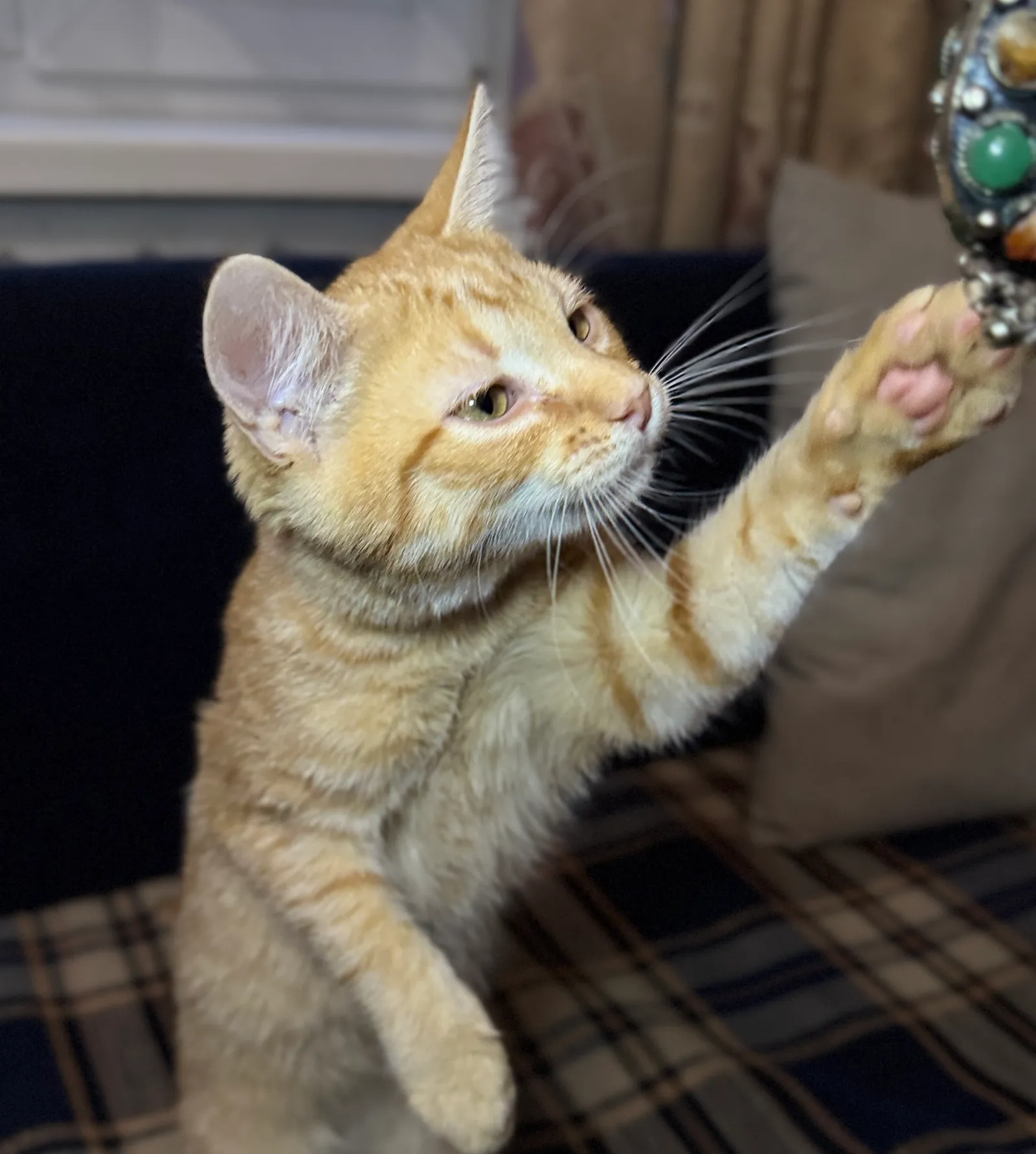 Коржик — кошка, фото