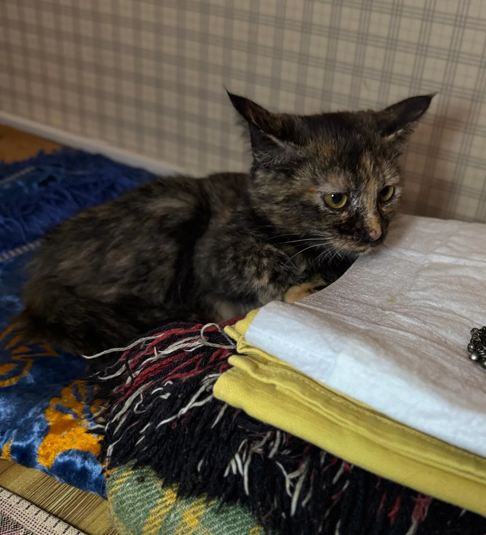 Лиза — кошка, фото 2
