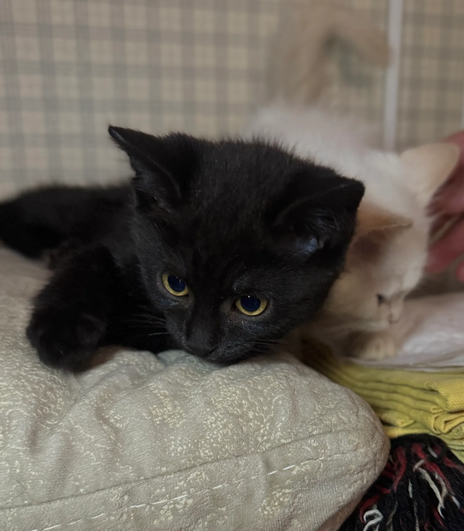 Марсик — кошка, фото 3